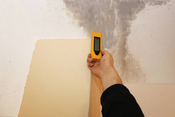 Best Attic Mold Removal  in Cherokee, IA