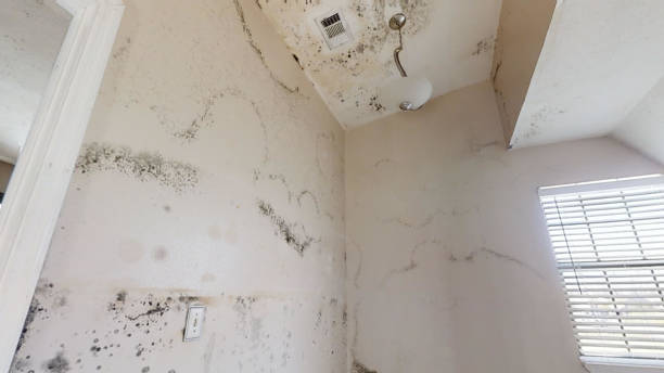 Reliable Cherokee, IA Mold Removal Solutions