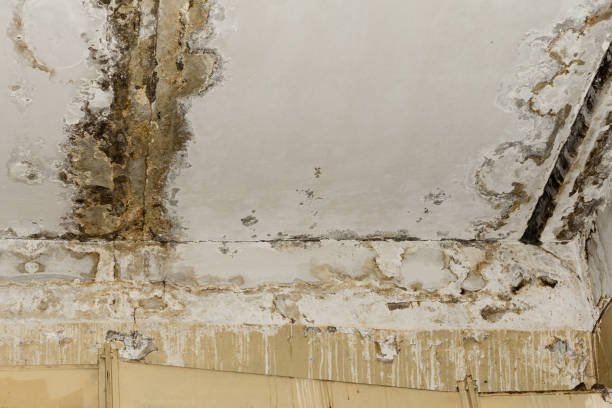 Best Industrial Mold Remediation  in Cherokee, IA
