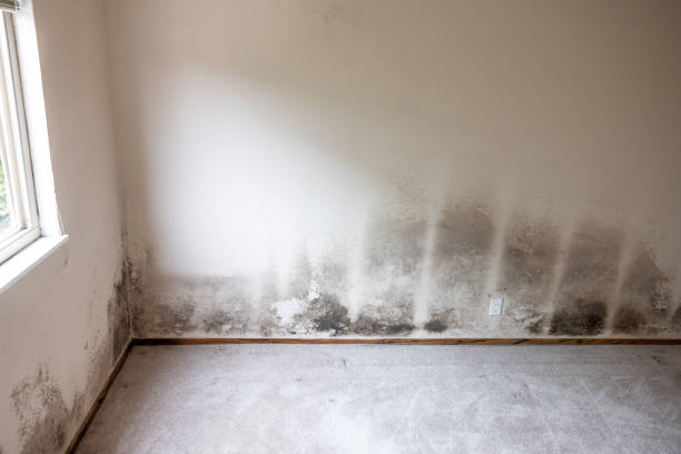 Best Residential Mold Inspection & Testing  in Cherokee, IA