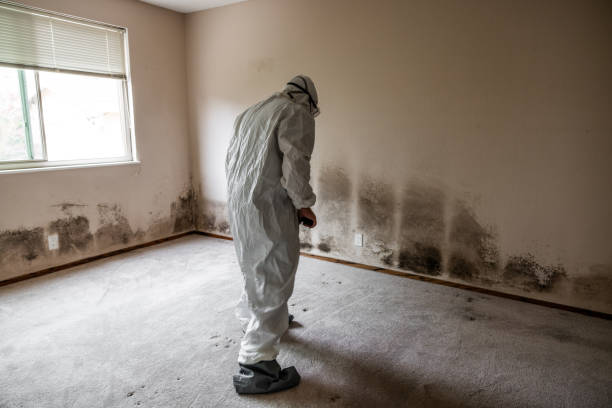 Best Mold Removal for HVAC Installations  in Cherokee, IA