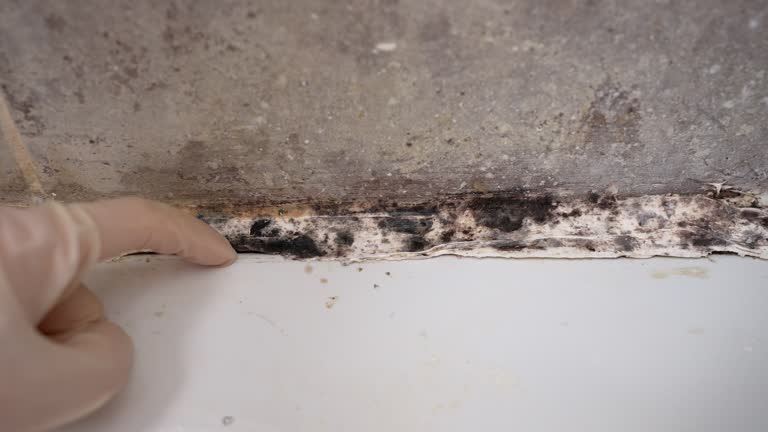 Best Mold Prevention Services  in Cherokee, IA